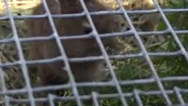 Заяц и помидор смотреть онлайн