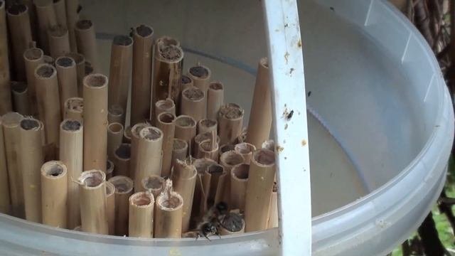 Осмиеводство,  проблемы и враги осмий.