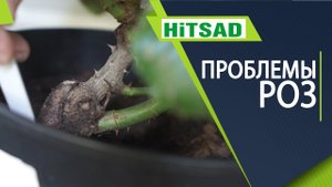 Роза больше не будет шиповником Как определить - роза или шиповник?  КОНКУРС НАЙДИ СЛОВО