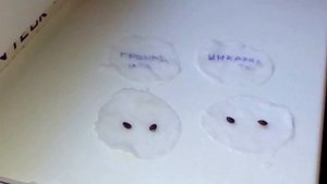 Пассифлора проращивание  из семян. Экзотика. Гранадилла и Инкарната. Фоэтида - саженец.