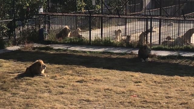 Малыш на львином пляже в конце октября! Lion Malysh on the lion's beach at the end of October! смотреть онлайн
