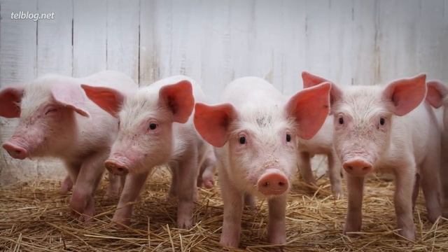 Что НЕ НУЖНО Дарить в Разных Странах? смотреть онлайн