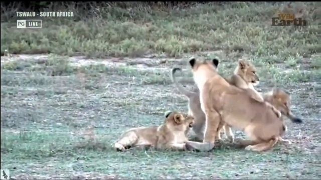 Wild Earth ~ Fun and Games with the Lion Cubs! смотреть онлайн