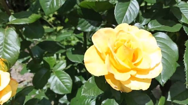 КУБАНЬ.СТАНИЦА ПОЛЮ АРАХИС ?СТРЯПАЮ? КАК ЛЕГКО И БЫСТРО ОТМЫТЬ РУКИ ОТ ЯГОД ....? смотреть онлайн