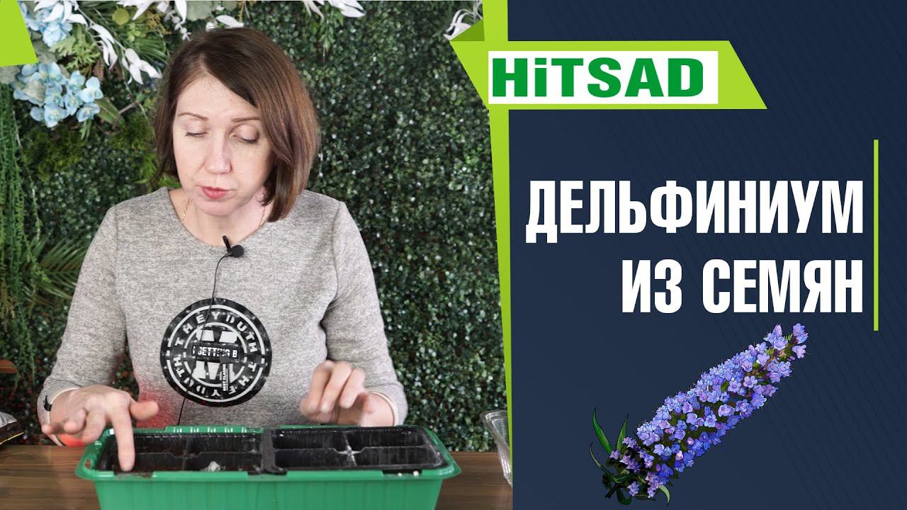 Как вырастить дельфиниум из семян 100% Всхожесть смотреть онлайн
