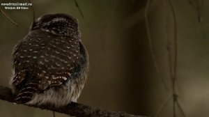 Glaucidium passerinum 2 (Eurasian Pygmy Owl, воробьиный сыч) Moscow GBS 2015 HD