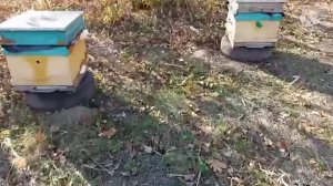 пчеловодство- осмотр пчёл в конце октября