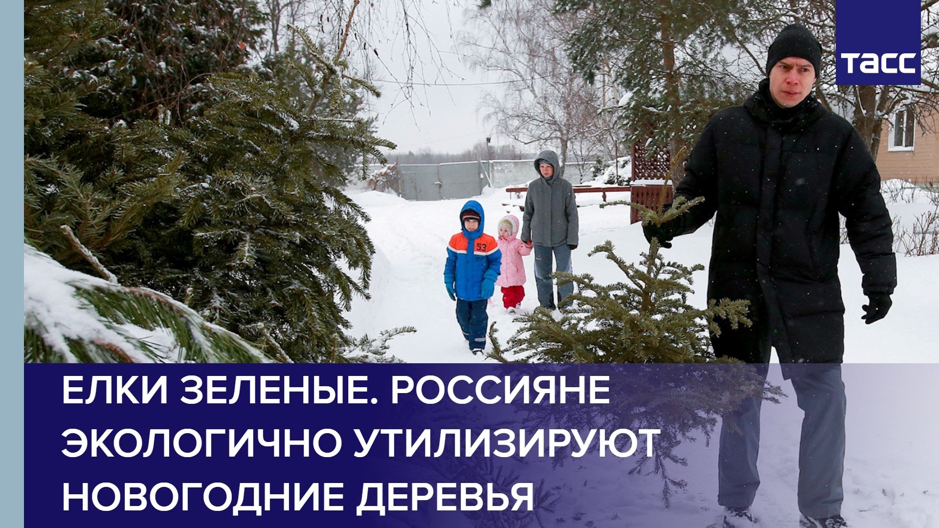 Елки зеленые. Россияне экологично утилизируют новогодние деревья