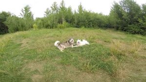 Вязка собак первый раз | Аляскинский Маламут и Американская Акита