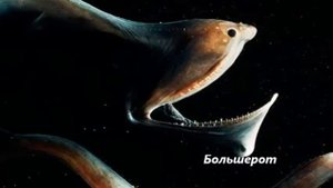 НЕОБЫЧНЫЕ ОБИТАТЕЛИ ОКЕАНОВ И МОРЕЙ