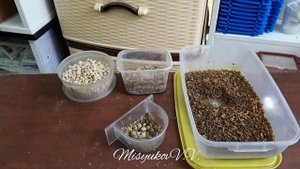 Кормление синиц в неволе