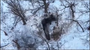 Нашего солдата хохлы пытались взять в плен, но он выдернул чеку и кинул гранату в блиндаж,