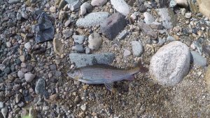 Ловля хариуса на Казыре в Кузнецком Алатау (Fly-fishing in Siberia)