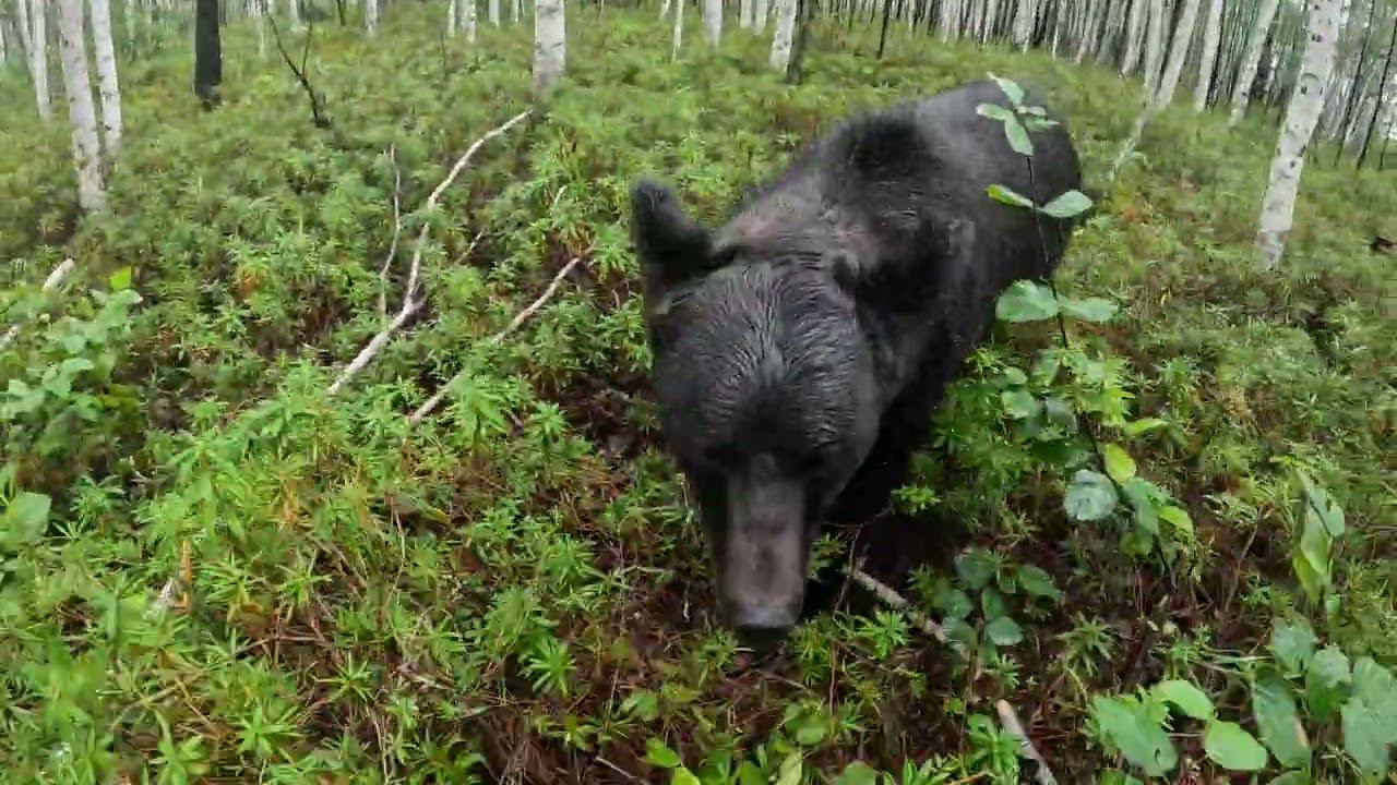Медведи. Не отдам, это моя игрушка. смотреть онлайн