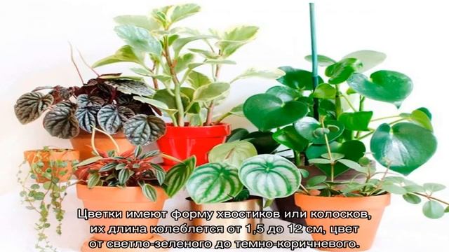 Пеперомия туполистная — уход в домашних условиях смотреть онлайн