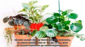 Пеперомия туполистная — уход в домашних условиях