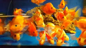 Трёхгибридный попугай. Собственное разведение