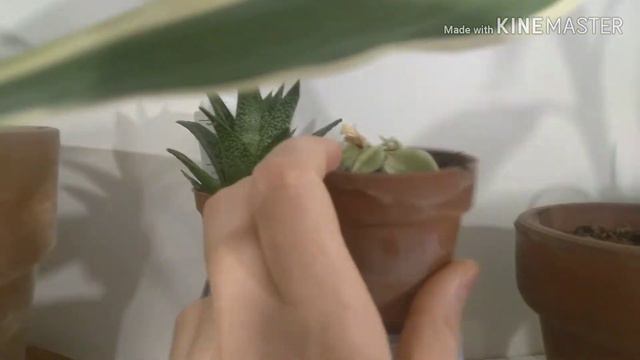 Quick tour of the plants in my kitchen смотреть онлайн