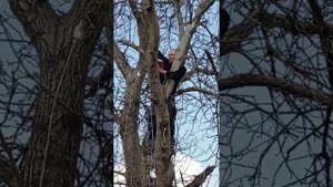 Прикол! Хана забору! Как правильно спилить бензопилой "Дерево Орех"