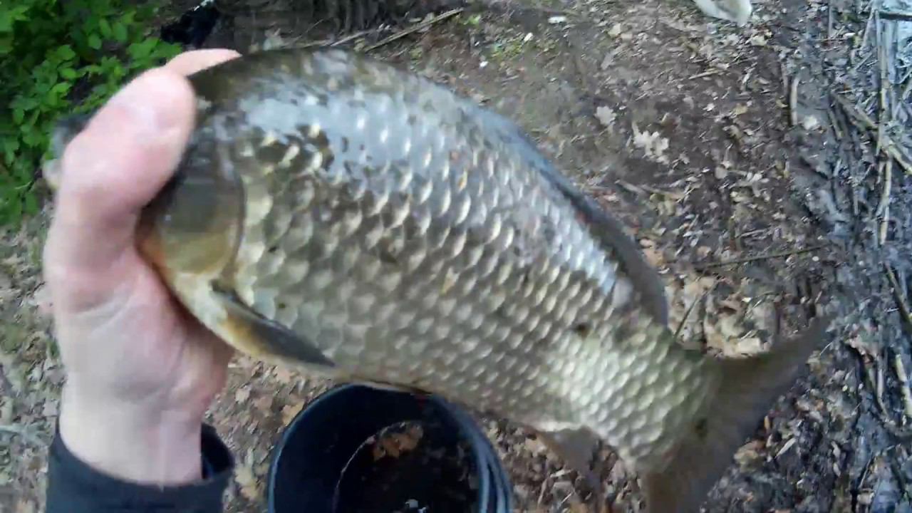 ХИТРЫЙ КАРАСЬ,РЫБАЛКА ВЕСНОЙ,ЛОВЛЯ ВЕРХОВКИ(СЕНТЯ) смотреть онлайн