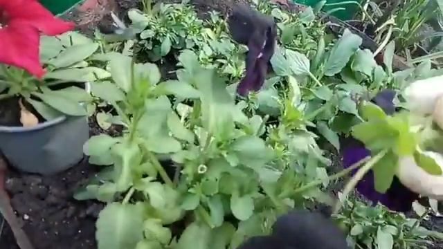 Секрет выращивания Виолы (Анютиных глазок). смотреть онлайн