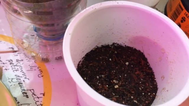 ?Лобелия?сеем семена на рассаду? смотреть онлайн