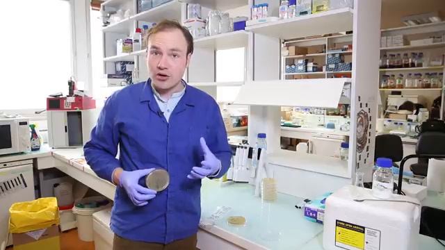 How to Streak for Single Colonies смотреть онлайн