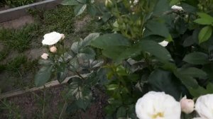 Лучшая мускусная роза Букет Парфе - первое цветение