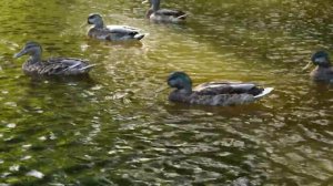 Panasonic Lumix G3 - Sefton Park - Ducks