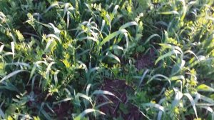 Овес+Вика,  no-till