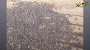 Как зимуют пчелы и матка в улье?