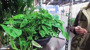 Монстера. Уход за растением | Рекомендации биолога 7ЦВЕТОВ