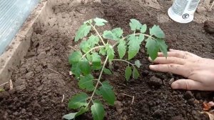 Ранний сорт томат "Батяня" Посадка томата в парник