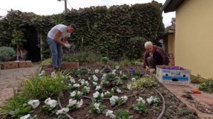 Primula Garden uređenje dvorišta