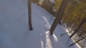 Изюбрь на отстое, охота с собаками, сезон 2020