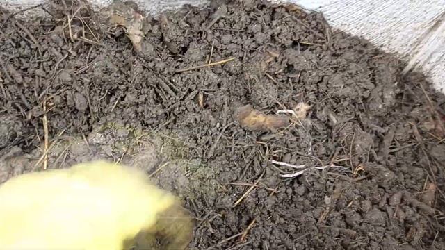 Что случилось с дождевыми червями? Эксперимент продолжается. смотреть онлайн