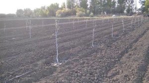 Закладка яблоневого сада.