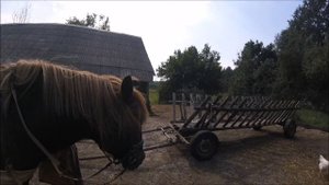 Как запрячь лошадь с помощью шорки. (Евроупряжь) // Жизнь в деревне.