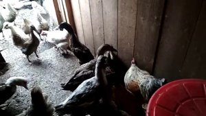 Чем отличаются фавориты утки от мускусных