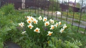 Нарциссы в Сибири