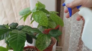 ?Опрыскал растения боверией ? #боверия #микорады #бовериямикорад #город61 #биофабрикакольцово (1)