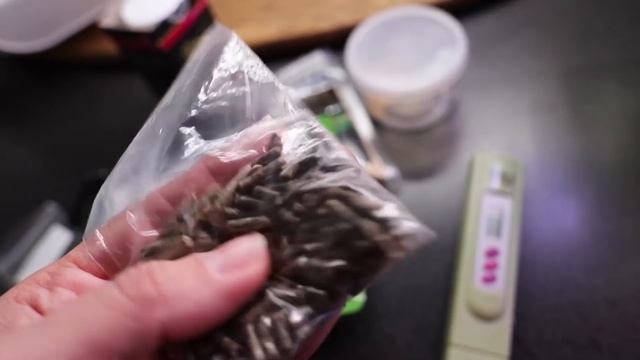 Каридины: 9 месяцев после запуска. Травник без Со2 и удобрений. Краткий обзор аквариума. смотреть онлайн