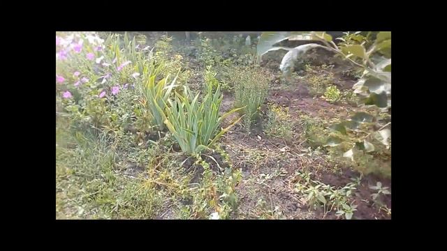 Краткая характеристика принципов и законов сохранения здоровья и 12 причин болезней смотреть онлайн