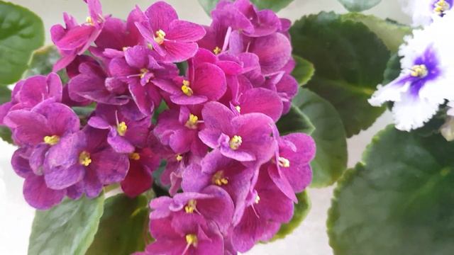 Выставка фиалок 2020 смотреть онлайн