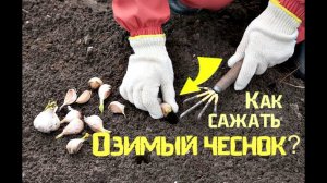 Как правильно сажать озимый чеснок? После чего сажать чеснок?