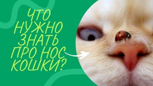 Что нужно знать про нос кошки?