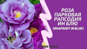 Роза парковая Рапсодия ин Блю (Rhapsody in Blue) роза парковая рапсодия ин блю.?