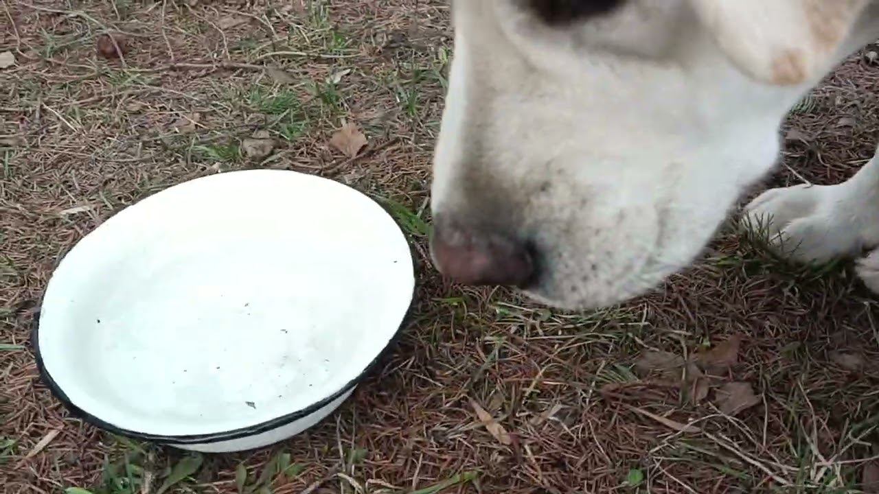 Выставка охотничьих собак смотреть онлайн