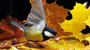 Раздражимость – свойство живых организмов