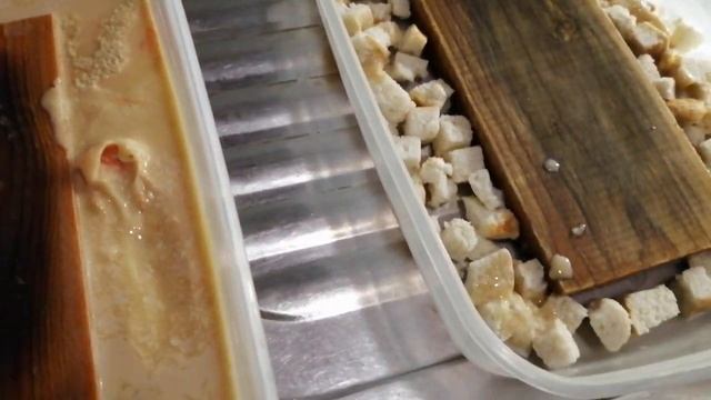 Как развести культуру нематоды